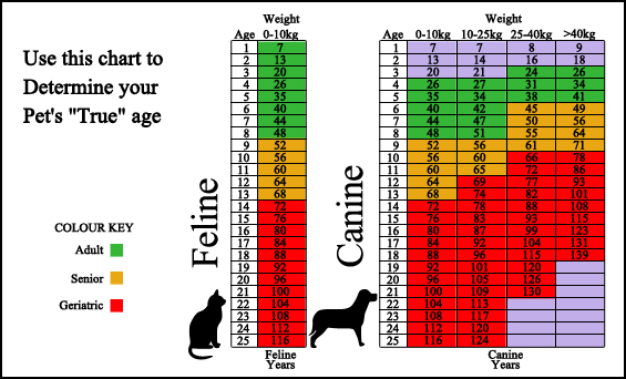 Westuck Veterinary Hospital - Surveillance Screening Westuck Veterinary Hospital - Surveillance Screening